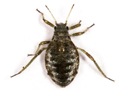 Cinara acutirostris